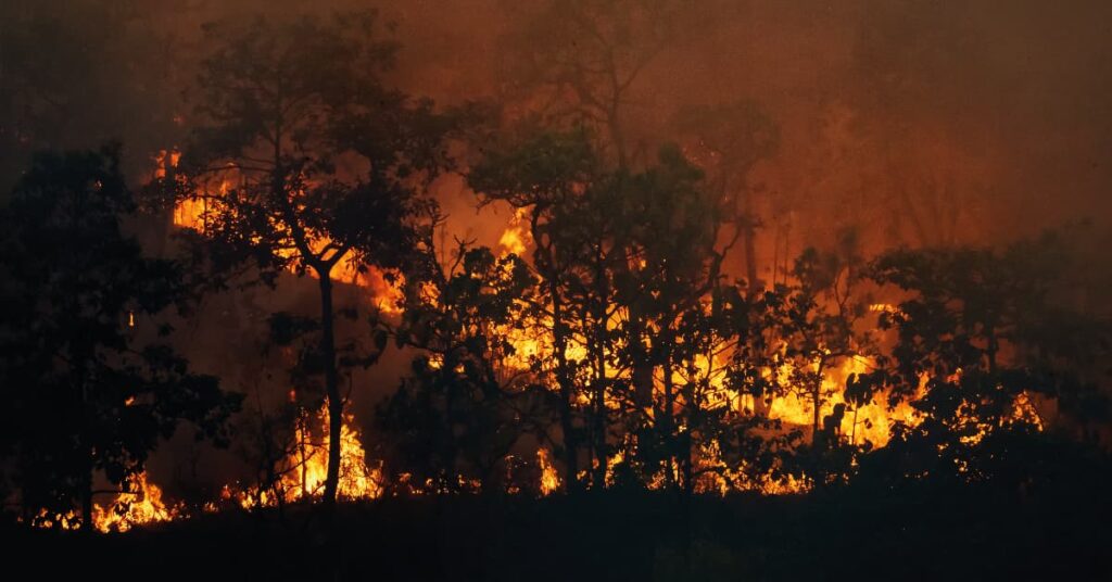 claves sobre como actuar ante un incendio forestal